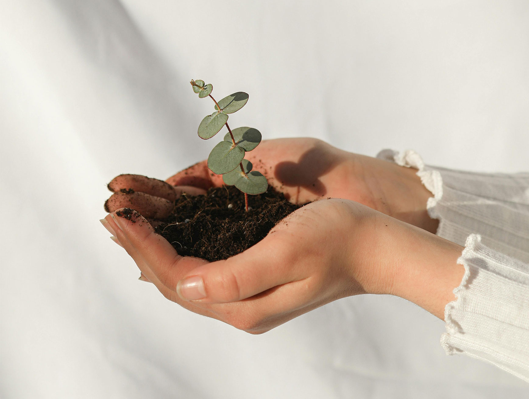 Detailfoto zeigt Frauenhände die eine kleine Pflanze und etwas Erde halten.