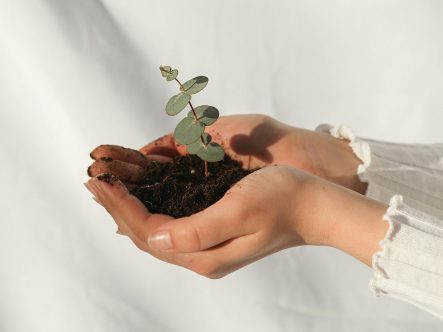 Detailfoto zeigt Frauenhände die eine kleine Pflanze und etwas Erde halten.